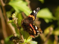 /album/insetti1/farfalla-1-jpg/